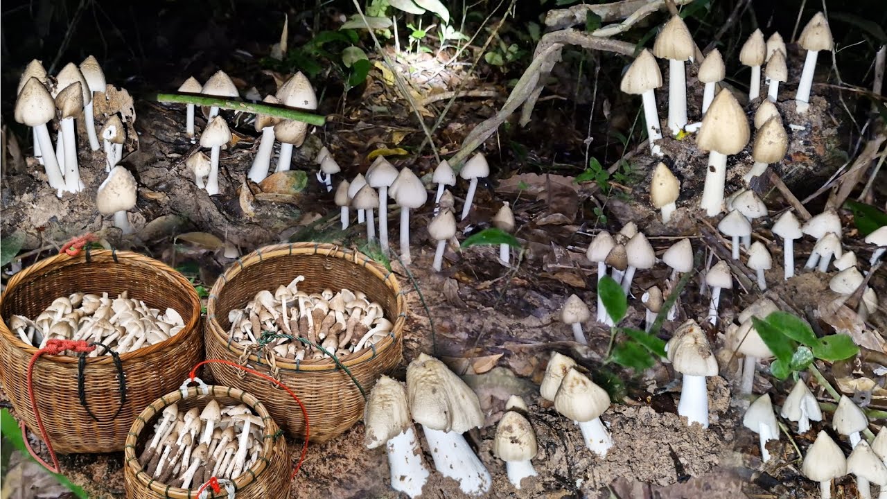อลังการงานสร้าง #เห็ดปลวก เห็ดโคนหมู่ใหญ่ๆดอกหัวกระสุนขาวเต็มป่าหมานสามต่าสุดยอดคักขนาด