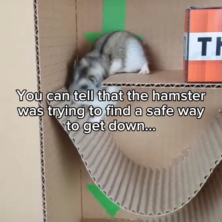 My poor baby... :[ #hamster #stopanimalabuse #hamsterchallenge #scared #fyp #viral