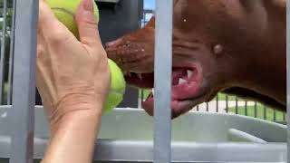 Meet Ginger Vip A Terrier, American Staffordshire Currently Available For Adoption 6272025 914