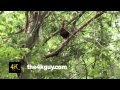 4K UHD 60fps - Black-Bellied Whistling Duck (Dendrocygna autumnalis) perched on tree log