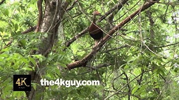 4K UHD 60fps - Black-Bellied Whistling Duck (Dendrocygna autumnalis) perched on tree log
