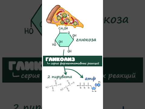 Гликолиз (биохимия, биология) глюкоза