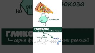 Гликолиз (биохимия, биология) глюкоза