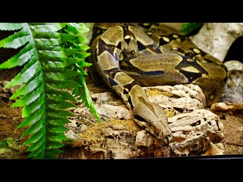BOA CONSTRICTOR 8FT
