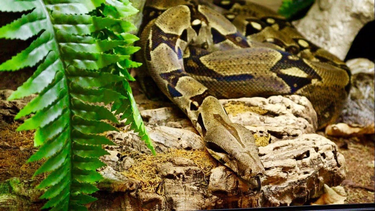 Red Tail Boa Enclosure