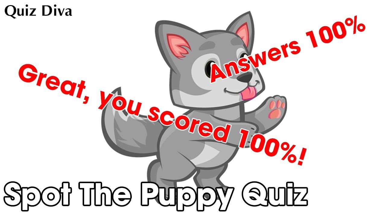 Spot The Puppy Quiz Answers 100 Quiz Diva Quizhelp Top Youtube - all the answers for quiz diva roblox