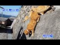 男木島の神社猫