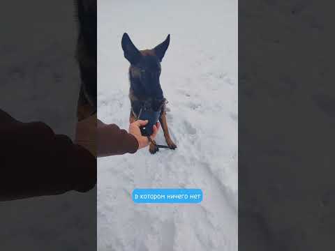 Как приучить собаку к наморднику