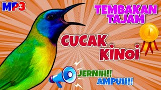 🔴Masteran Cucak Kinoi Gacor Jernih Ampuh!! |Tembakan Kasar |Durasi Panjang 2 Jam Ada Jeda#cucakkinoi