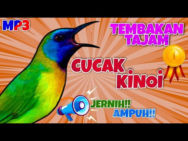 🔴Masteran Cucak Kinoi Gacor Jernih Ampuh!! |Tembakan Kasar |Durasi Panjang 2 Jam Ada Jeda#cucakkinoi class=