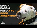 7 CONSEJOS PARA EDUCAR A TU DOGO ARGENTINO