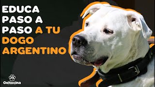 7 Consejos Para Educar A Tu Dogo Argentino