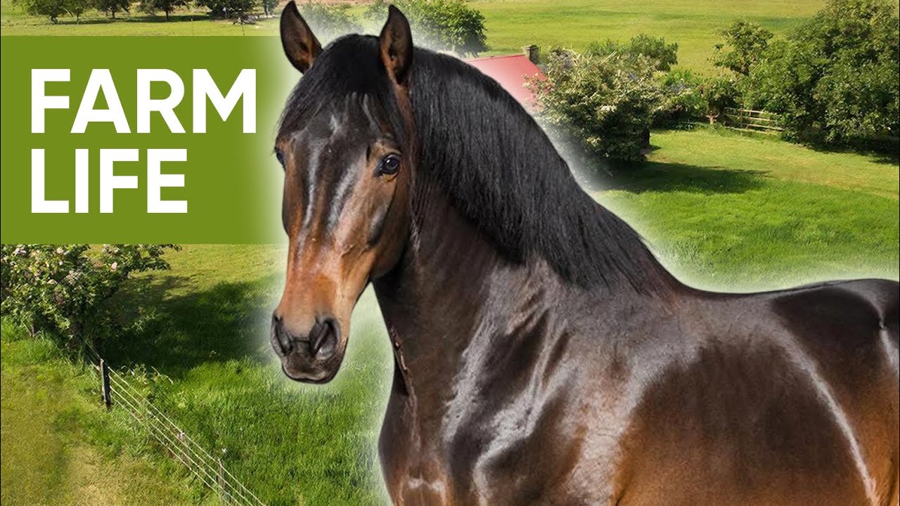 A Calm Day on the Farm – Animal & Nature Sounds