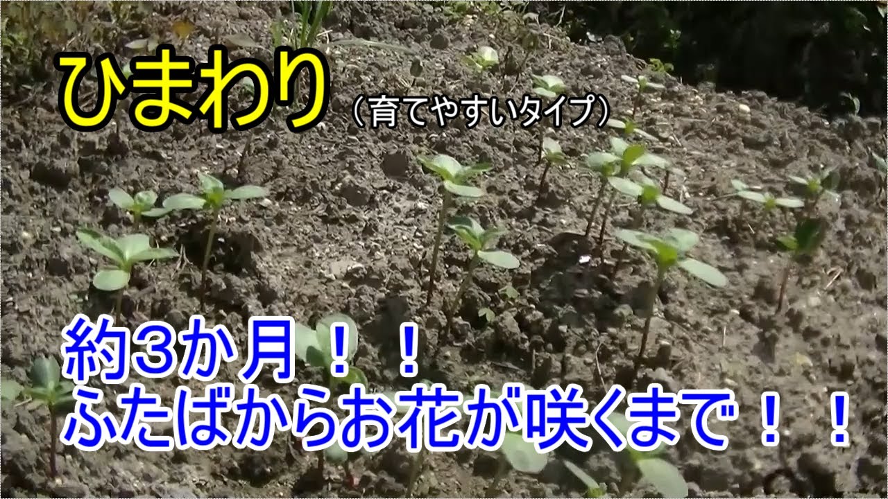 ひまわり 双葉から花が咲くまで約３か月間です 夏って感じですきなんです 育てやすいしね ２０２０年夏 Youtube