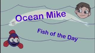 Fish Of The Day Episode 90 The Stout Infantfish