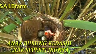 burung kedasih yang licik dan jahat