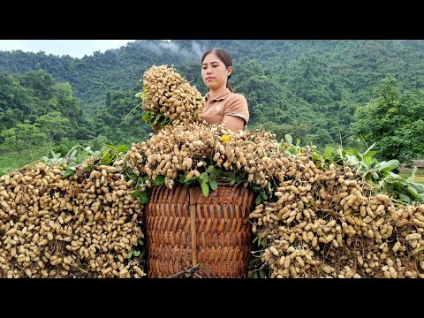 FULL VIDEO: Harvest Peanut field, Tubers & Fruits in Forest go to Market sell | Gardening - Farming