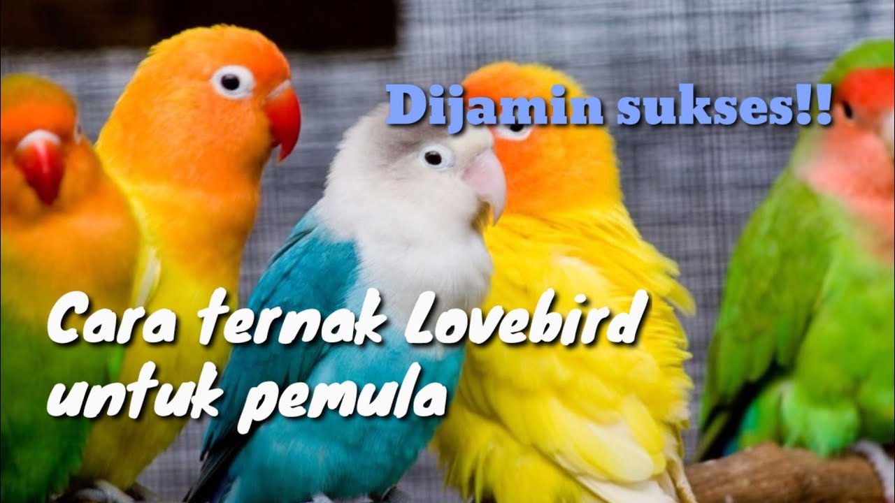 Cara ternak Lovebird untuk pemula 