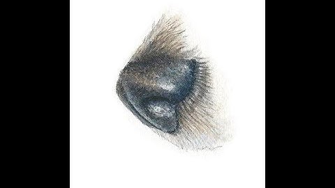 How to Paint a Dog