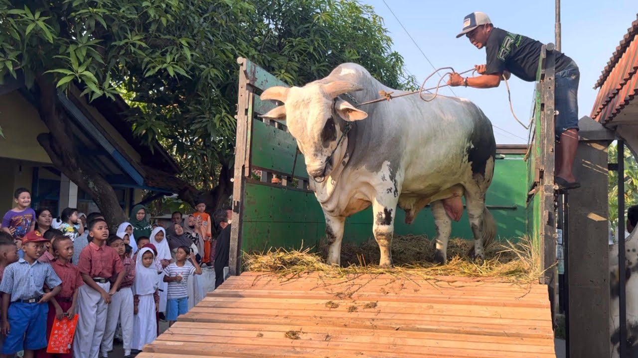 Жители Тегала с радостью встречают прибытие гигантской коровы породы Брантас, выходящей из грузов...