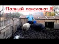 Чем кормить свиней Венгерская Пуховая МАНГАЛИЦА // Полный рацион // Вовкин Двор!