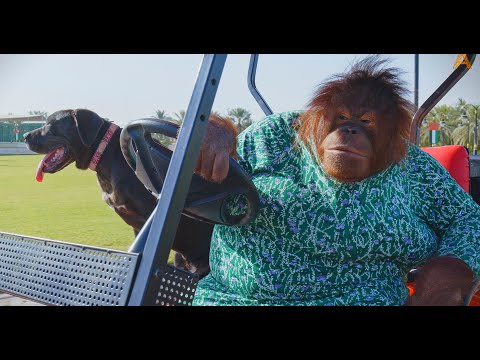 Animalia - Orangutan Rambo and pal Blue go for a spin together