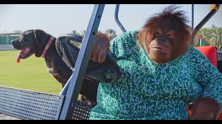 Animalia - Orangutan Rambo and pal Blue go for a spin together