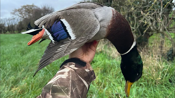 Duck And Goose Shooting UK | From Dawn Till Dusk
