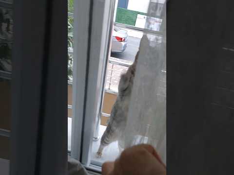 sizce boyu kac cm 😽 #shorts #cat #cats