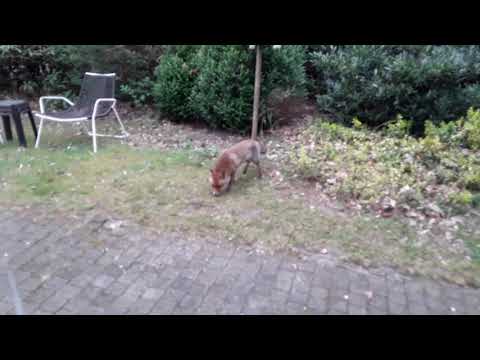 De vos aan ons huisje  in ermelo