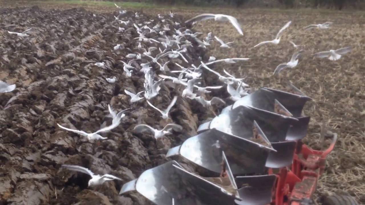 Seagulls Following a 5 Furrow Plough - Part 1