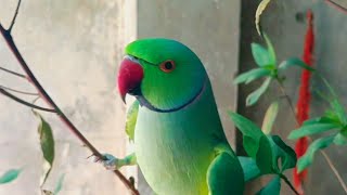 parrot talking and dancing screenshot 5