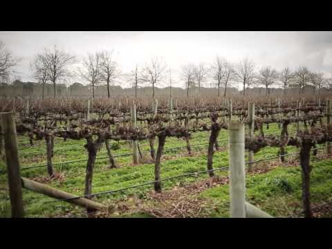 Coonawarra Terroir