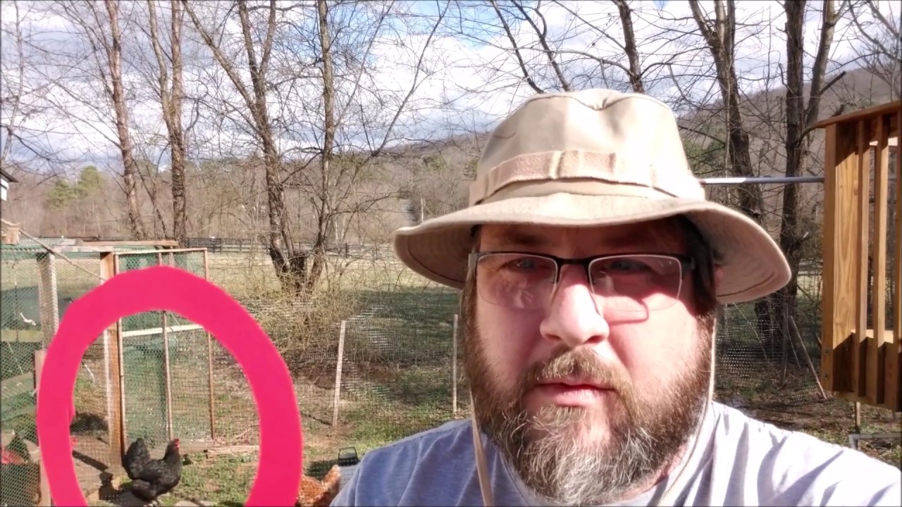 hey chavez did you see the size of that chicken Did you know I had a Copper Maran chicken named Smokey?