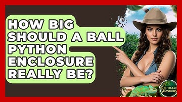 How Big Should A Ball Python Enclosure Really Be? - Reptilian Wonders