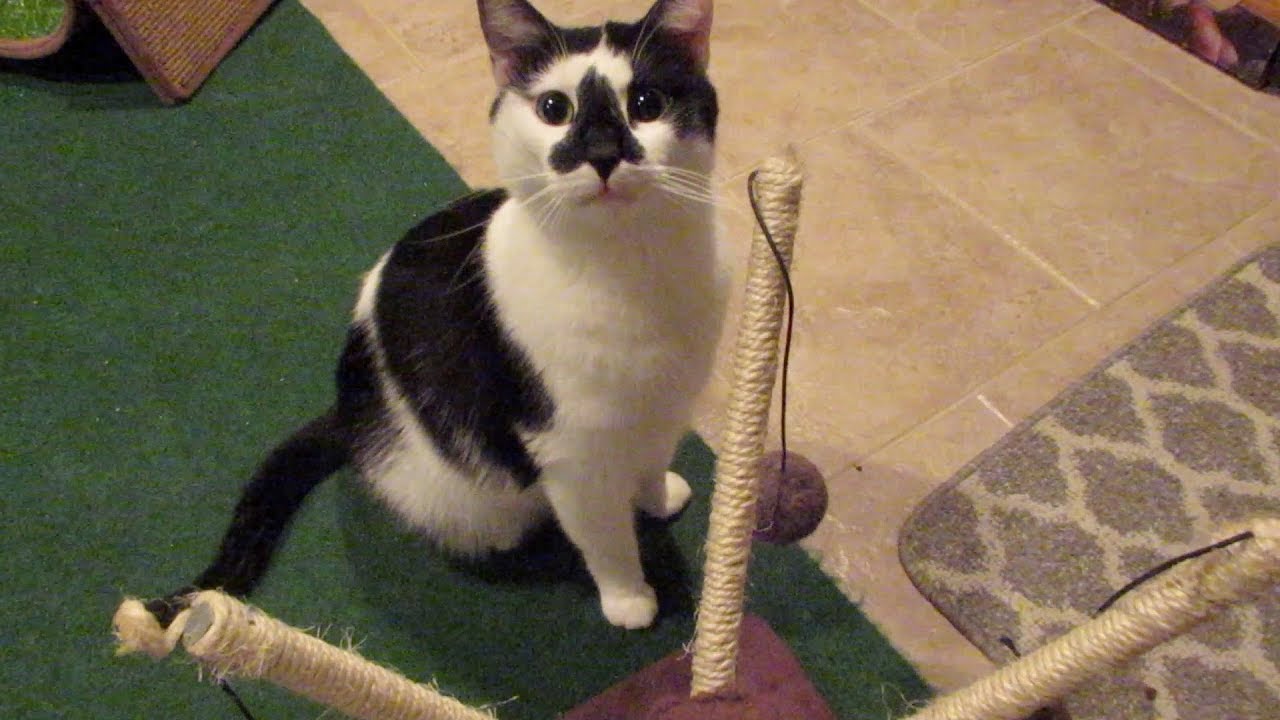 funny cats sleeping in weird positions compilation 2014 funnyplox Boo Day 297 - Cat Sitter Cam Day 3, Little Richard's Gold Escalade, The Nashville Skyline