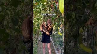 Harvesting Luffa #backyardhomestead
