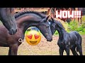 Yfke in the pasture for the first time, Wûnder likes it! | Rising Star &amp; friends | Friesian Horses