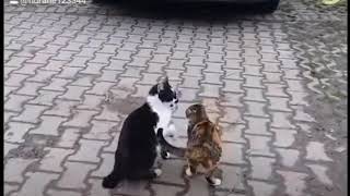 Whatsapp Status Ucun Gulmeli Harun Memmedovun Dublaji