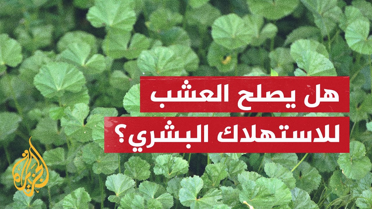 بسبب الجوع.. أهالي غزة يتناولون العشب فما أضراره؟