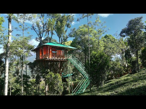 Dream Catcher Plantation