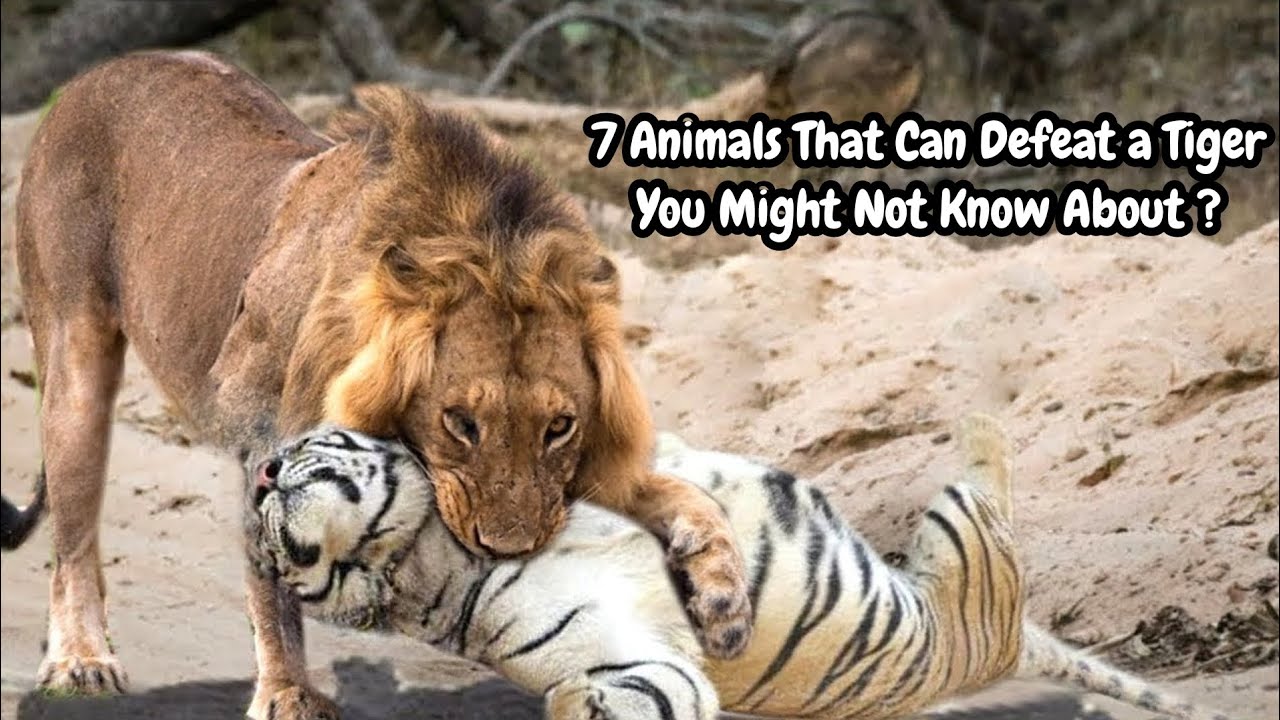 7 Animals That Can Defeat a Tiger You Might Not Know About ?.