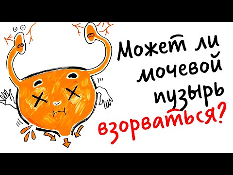 Может ли мочевой пузырь ВЗОРВАТЬСЯ? — Научпок