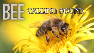 Bee Calling Sound by Nature Voice Channel 33 views 3 weeks ago 15 minutes