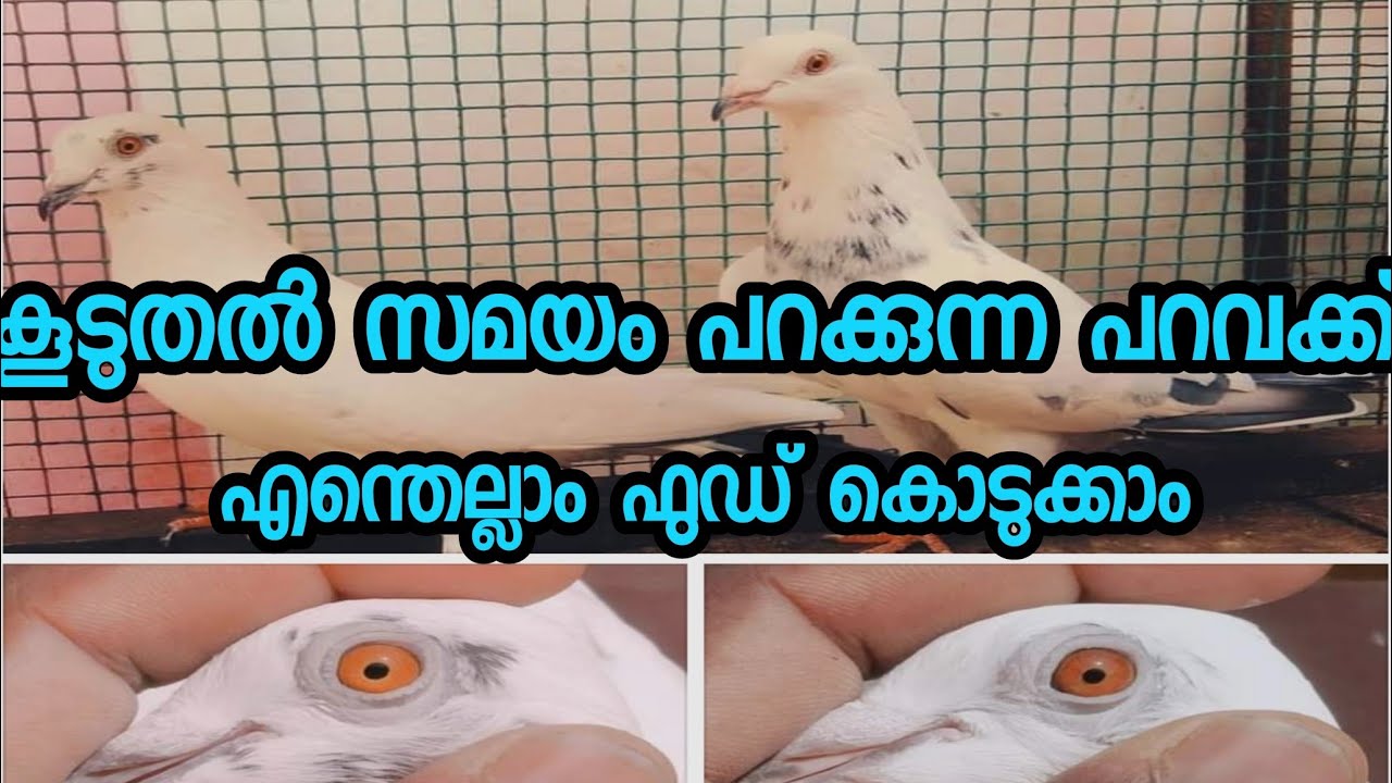 #parava /കൂടുതൽ പറക്കുന്ന പറവക്ക് കൊടുക്കുന്ന ഫുഡ്‌