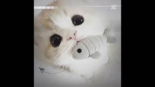 gatitos y perritos para siempre