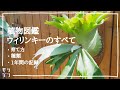 【観葉植物】ビカクシダ ウィリンキーの育て方。水やりや種類など解説