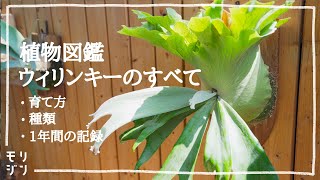 【観葉植物】ビカクシダ ウィリンキーの育て方。水やりや種類など解説