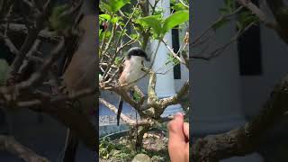 Download Lagu Bermain dengan burung cendet jinak #kicaumania #cendet #cendetmania MP3