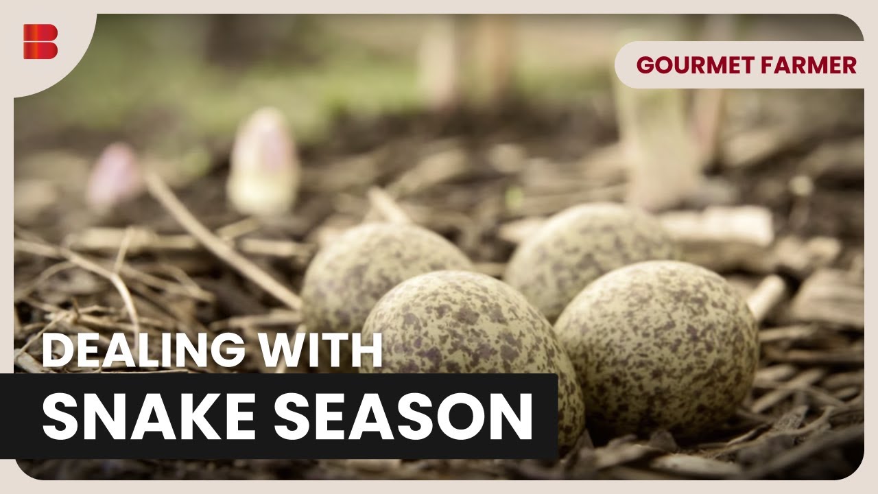 Snakes on the Farm! - Gourmet Farmer - Food Documentary
